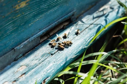 Para el Feng Shui, las abejas son símbolos de energía positiva (Foto: Freepik)