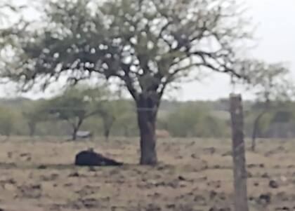 Para el ganadero Martín Rasines, en la zona de Sauce, la sequía continúa siendo muy grave. "En nuestro caso, de las más de 300 lagunas que teníamos en los distintos campos, nos deben quedar unas cinco, el resto se secaron", contó
