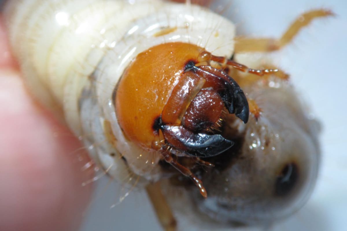 Para el INTA es importante “monitorear el complejo de gusanos blancos e identificar las especies, en especial la Diloboderus abderus”