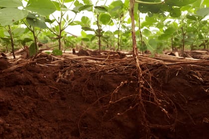 Para el investigador Hugo Permingeat, "las sustancias conocidas como aleloquímicos podrían usarse para inhibir malezas que compiten por agua, luz y nutrientes”