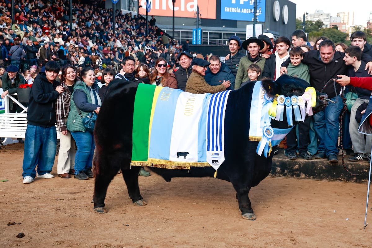 Para el jurado, el Gran Campeón es "un toro excepcional, con una muy buena calidad racial, muy ancho, con los cuartos bien descendidos, bien Angus, profundo, un gran toro"
