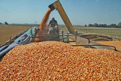 La Conab estimó hoy la cosecha de maíz 2024/2025 de Brasil en 119,74 millones de toneladas, por encima de los 115,70 millones del ciclo anterior, pero lejos del récord 2022/2023, de 131,89 millones de toneladas