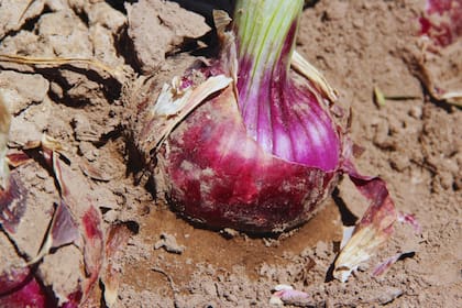 Para el organismo, esta nueva variedad de polinización abierta representa una herramienta clave para la diversificación y el agregado de valor en el mercado nacional e internacional