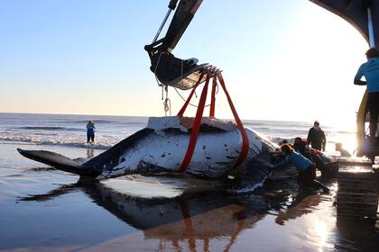 Para el procedimiento de rescate se solicitó la ayuda de una pala mecánica