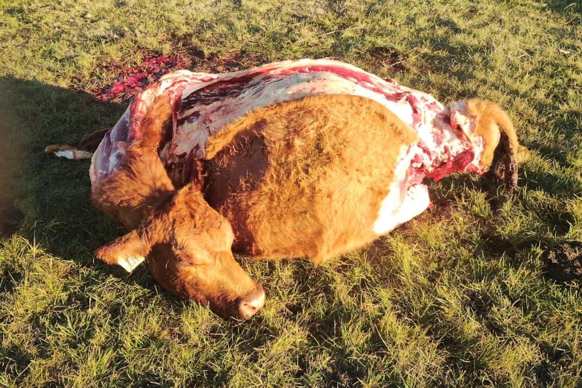 Para el productor, aparte del dinero, es la sensación de violación que uno siente porque dentro de tu campo hubo gente ajena: "Sentimos que violaron nuestra propiedad"