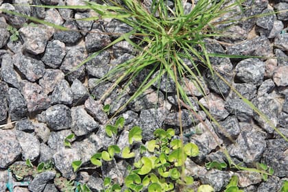 Para eliminar las hierbas que crecen entre las piedras, lo mejor es armarse de paciencia y sacarlas después de una lluvia.