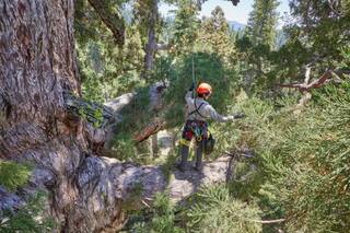 Escalaron el árbol más famoso de Yosemite, de 2900 años, y encontraron una familia de ardillas viviendo adentro