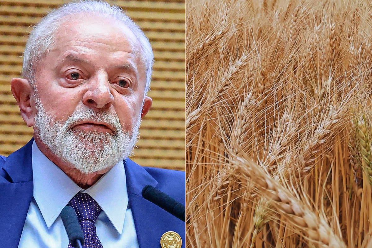 Para este año, en el vecino país esperaban unas 3,3 millones de hectáreas de siembra, con una producción de entre 10,5 y 11 millones, donde el 90% se hace en el sur, entre Paraná, Santa Catarina y Rio Grande do Sul. Este último estado es quien representa al menos entre el 40 y 50% del total