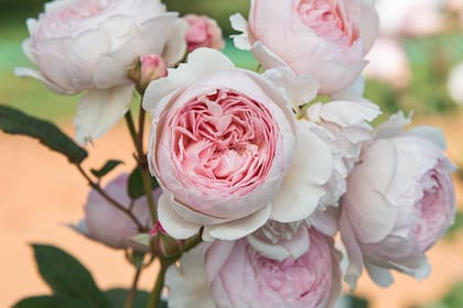 Para este ritual es clave los pétalos de rosas y una vela