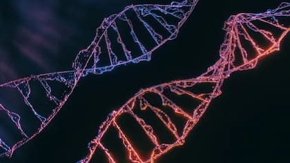 Para estimar la edad, los científicos recolectaron datos genéticos del árbol, en particular las mutaciones somáticas, que son alteraciones en el ADN que ocurren después de la concepción
