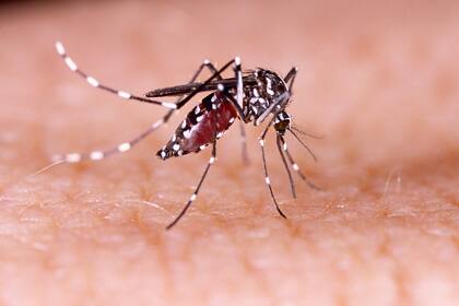 Para evitar contagiarse de dengue, es importante eliminar los criaderos de mosquitos y evitar las picaduras