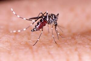 Para evitar contagiarse de dengue, es importante eliminar los criaderos de mosquitos y evitar las picaduras