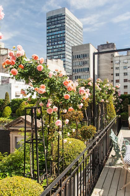 Para evitar las plagas hay que tener en cuenta que, como regla general, las plantas de rosas que reciben sol pleno y riego suficiente tienen mayor tolerancia a las enfermedades