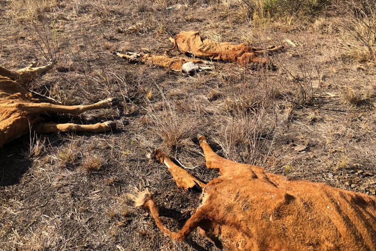 Para evitar mayor mortandad, Rapetti ya se desprendió de más del 50% de su ganado