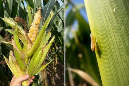 Para evitar pérdidas mayores por vuelcos, aconsejar cosechar rápido los maíces afectados por la plaga
