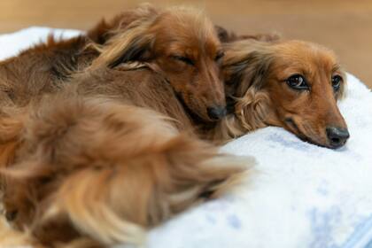 Para evitar problemas de sueño, las mascotas pueden dormir dentro de la misma habitación, pero en su propia cama (Unsplash/Kojirou Sasaki)