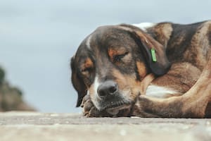Para evitar que los perros sientan frío, recomiendan que duerman en el interior del hogar