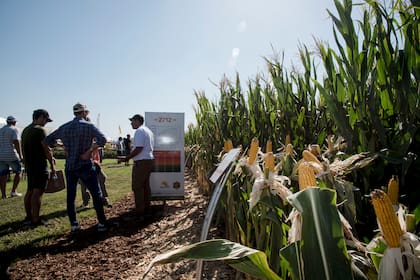 Para Expoagro 2024, los plots (ensayos de cultivos en pie) se alzan como faros atrayentes para productores, técnicos y contratistas