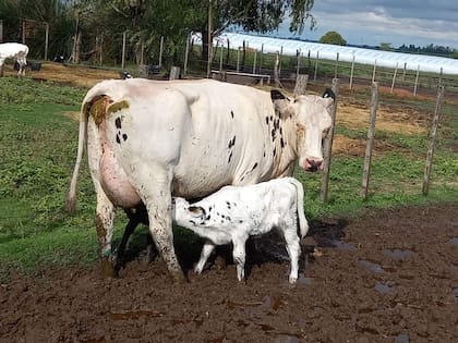 Para Ferrari, de debe pasar de una lechería defensiva, en la que los tambos sobreviven con las cenizas de otros productores, a una lechería en crecimiento y una cadena que genere una rápida entrada de divisas al país