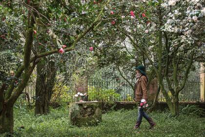 Para fines del siglo XIX, las camelias ya habían llegado al Río de la Plata.