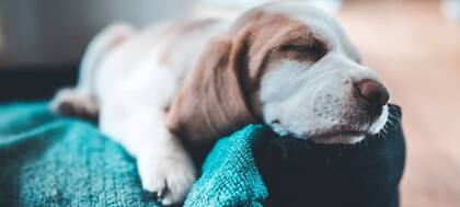 Para garantizar la calidad del sueño, se debe disponer de un espacio oscuro y cómodo para que los perros duerman bien