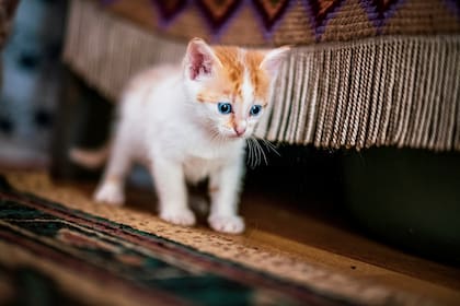 Para gatos huérfanos o alejados de su madre, se puede utilizar leche especial para los primeros años de vida