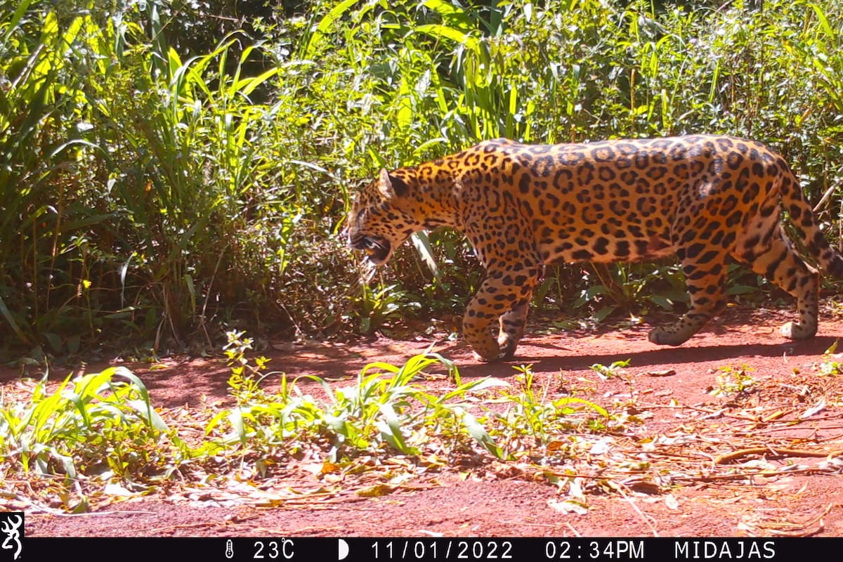 Para hacer el relevamiento, los animales fueron captados por cámaras trampa