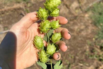 Para hacer un litro de cerveza Quilmes Clásica se necesitan alrededor de siete flores, pero en el caso de una Andes IPA, por ejemplo, se usan más de 35 por litro. La intensidad del sabor viene, justamente, de ahí