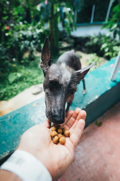 Para incorporarlo en la dieta es importante que las mollejas de pollo estén cocidas