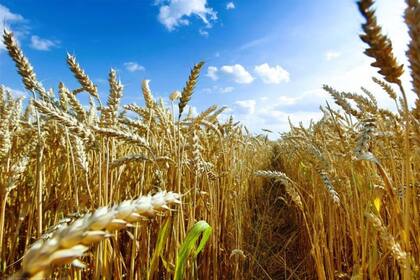 Para la Bolsa de Cereales de Buenos Aires, la próxima cosecha podría ser de 18 millones de toneladas, una recuperación del 45% versus el ciclo agrícola pasado