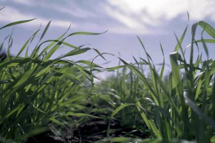 Para la Bolsa de Cereales porteña, el área subirá de 5,7 a 5,9 millones de hectáreas