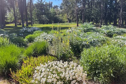 Para la paisajista no es importante si las plantas son nativas o no, sino diseñar con criterio, pensando en el mantenimiento, y también regenerar ecosistemas. Acá, Museo Campo Cañuelas.
