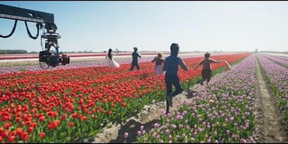 Para la película se utilizaron 9 millones de tulipanes
