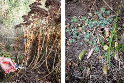 Para la poda y división de 'Autumn Joy': podar con la tijera de mano los tallos viejos y secos a ras. Luego, limpiar la mata para visualizar los nuevos brotes y el contorno de la planta.
