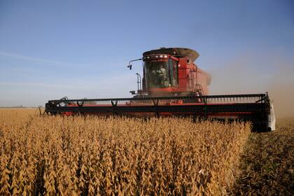 Para la publicación alemana Oil World, la cosecha argentina de soja sería de 40/43 millones de toneladas