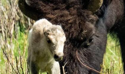 Para la tribu Siux y otras originarias de Norteamérica, la llegada de un búfalo blanco completa una antigua profecía fundacional (Foto: Erin Braaten)