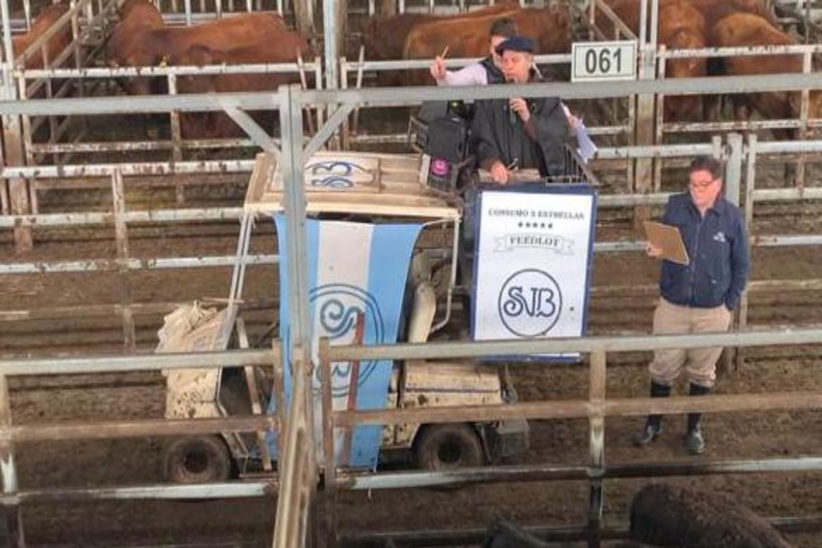 Para la venta especial de la raza Angus en el Mercado Agroganadero se contó con 422 vacunos