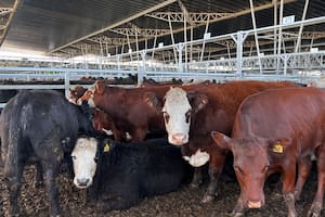 Para las tres primeras jornadas de ventas de la semana se remitieron a Cañuelas 21.031 vacunos