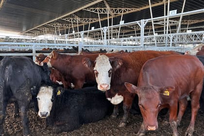 Para las ventas concertadas entre el lunes y ayer se remitieron a Cañuelas 12.849 vacunos