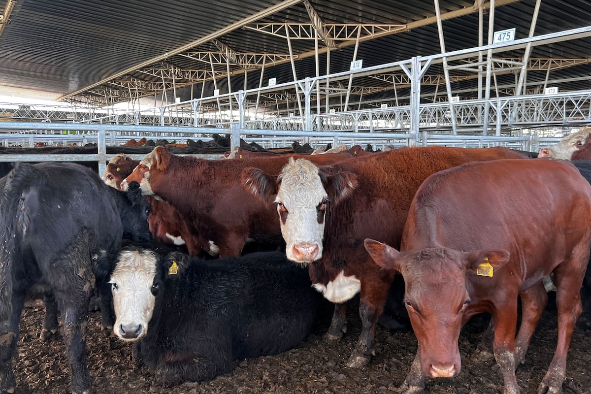 Para las ventas del martes y del miércoles se remitieron al mercado de Cañuelas 17.890 vacunos
