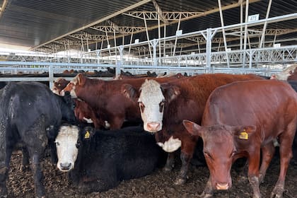 Para las ventas del martes y del miércoles se remitieron al mercado de Cañuelas 17.890 vacunos