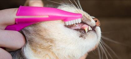 Para lavar los dientes de las mascotas se debe utilizar un cepillo de que los se colocan en el dedo y una pasta dental adecuada