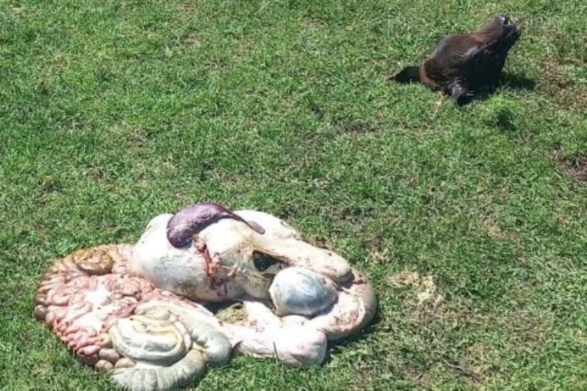 Para Lina Tapia, "fue muy organizado porque lo hicieron un viernes a la noche, sabiendo que por delante era fin de semana y la Fiscalía no trabaja como corresponde y el objetivo de estos delincuentes era llevarse 24 asados porque mataron en tres potreros diferentes"