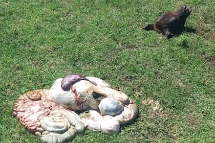 Para Lina Tapia, "fue muy organizado porque lo hicieron un viernes a la noche, sabiendo que por delante era fin de semana y la Fiscalía no trabaja como corresponde y el objetivo de estos delincuentes era llevarse 24 asados porque mataron en tres potreros diferentes"