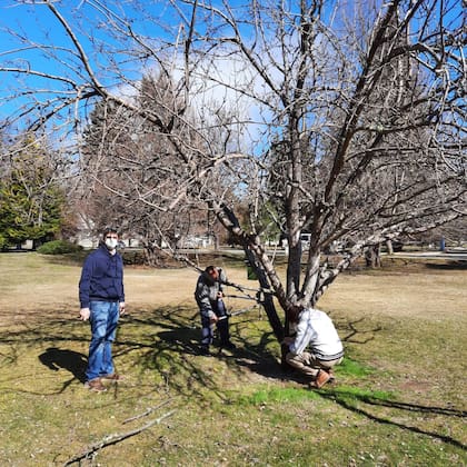 Para lograr la clonación del árbol de Newton, se hizo una poda especial