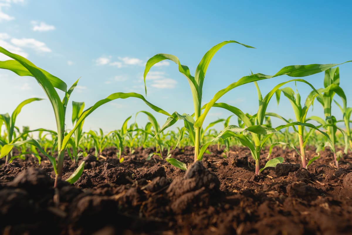 Para lograr las buenas cosechas previstas por el USDA serán necesarias mejores condiciones meteorológicas en EE.UU.