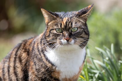 Para lograr muestras de cariño por parte del gato, es importante proporcionarles un ambiente tranquilo