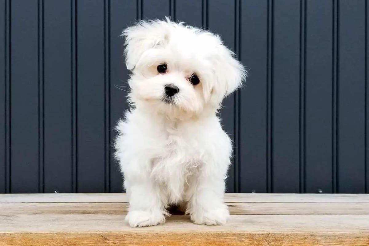 Para lograr que tu mascota duerma en su propia cama, necesitas incorporar nuevos hábitos en la rutina que ambos comparten