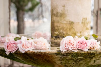 Para lograr un rosal originario del Parque 3 de Febrero