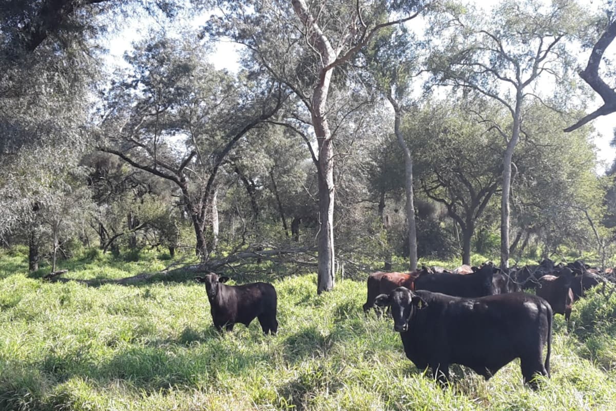 Para lograr una transición efectiva del sistema pastoril tradicional en bosques nativos al MBGI se requiere la colaboración tanto del sector público como privado